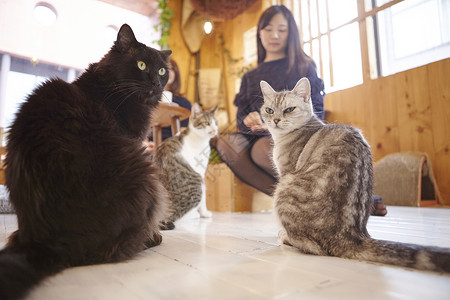 在猫咖女人开心的和猫玩舒适高清图片素材
