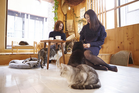 在猫咖抱着猫玩的女人室内设计高清图片素材