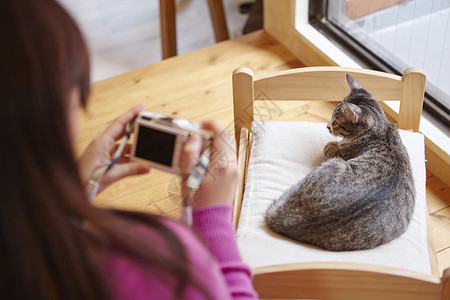 在猫咖给椅子上的猫拍照的女人生活高清图片素材