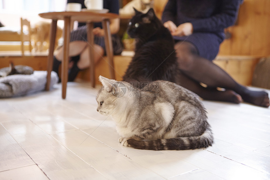 趴在地板上的猫图片