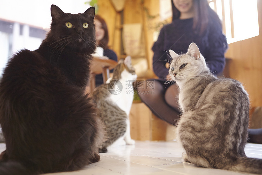 在猫咖女人看着地上的猫图片