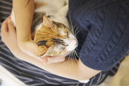 抱宠物的小姑娘在猫咖抱着猫玩的女人背景