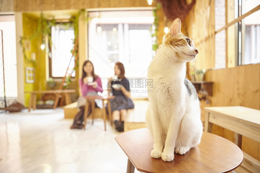 室内坐下青春猫咖啡馆图片