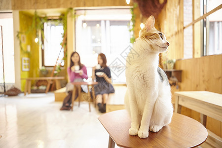 室内坐下青春猫咖啡馆朦胧高清图片素材