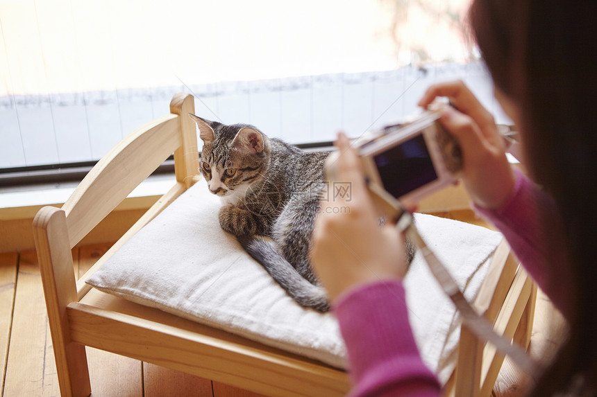 在猫咖女人给小床上的猫拍照图片