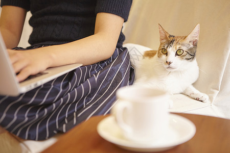 捧着咖啡杯猫趴在女性旁的猫咪背景