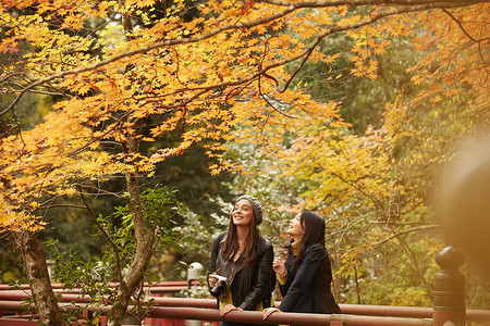 女人和外国友人一起观光欣赏枫叶背景图片
