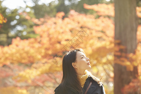年轻女人观赏秋天枫叶黄叶高清图片素材