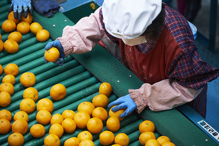工人筛选橘子高清图片