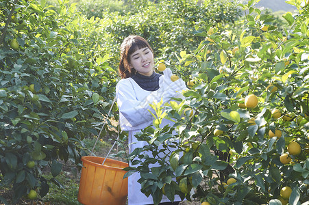 女人在果园里采摘柠檬图片