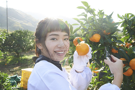 女人在果园采摘橘子图片