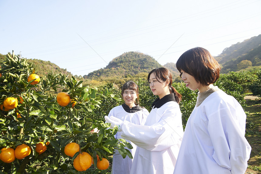 三个女人在果园采摘收获橘子图片