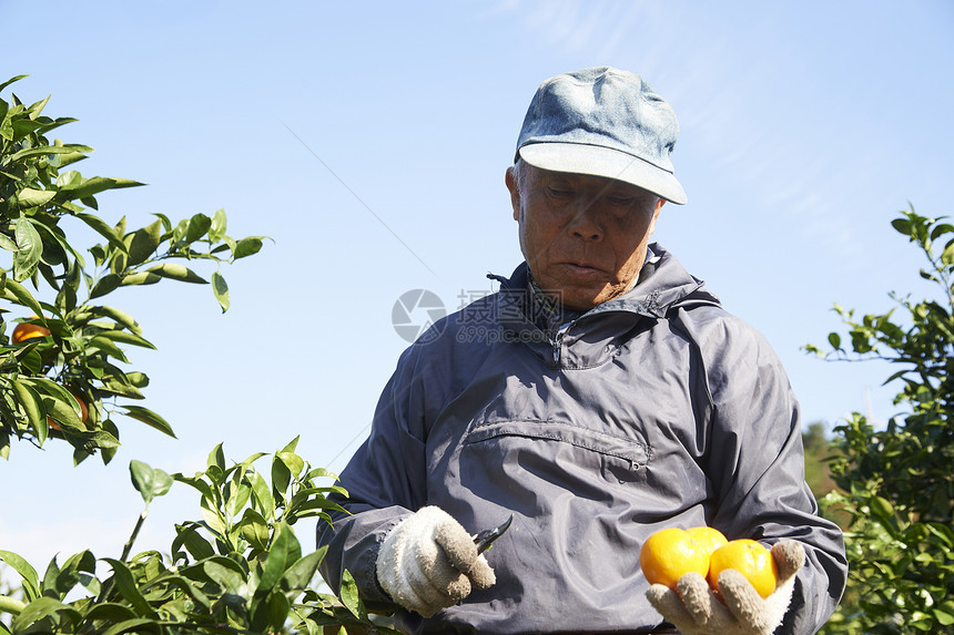 在橘子园里采摘的果农图片