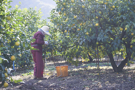 在果园采摘柠檬的果农图片