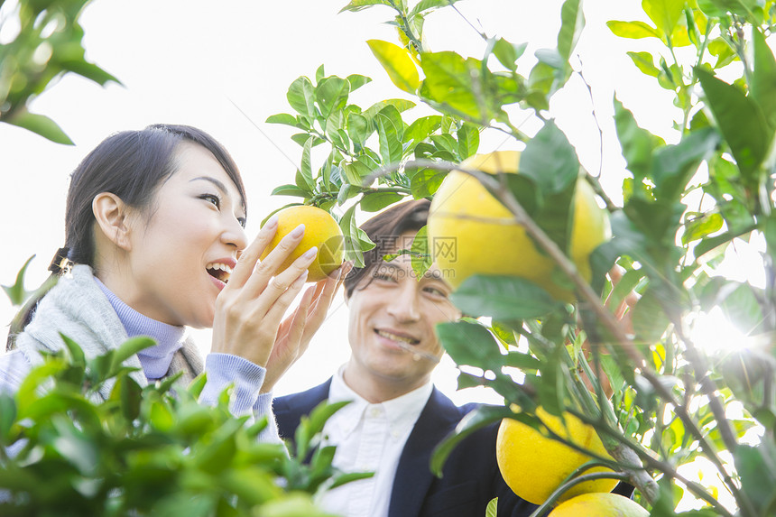 来柚子种植园观光的快乐夫妇图片