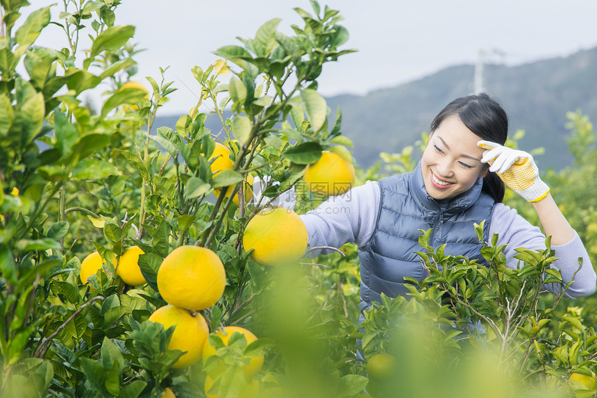 来柚子种植园观光的快乐夫妇图片