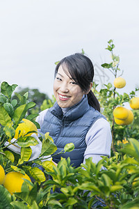 女青年在果园采摘柚子图片