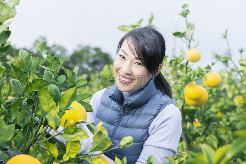 女青年在果园采摘柚子图片