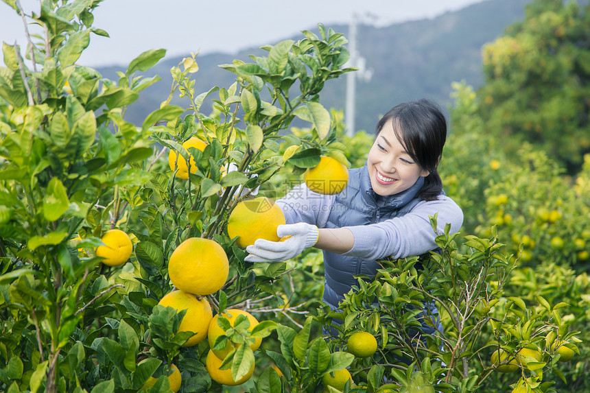 女青年在果园采摘柚子图片