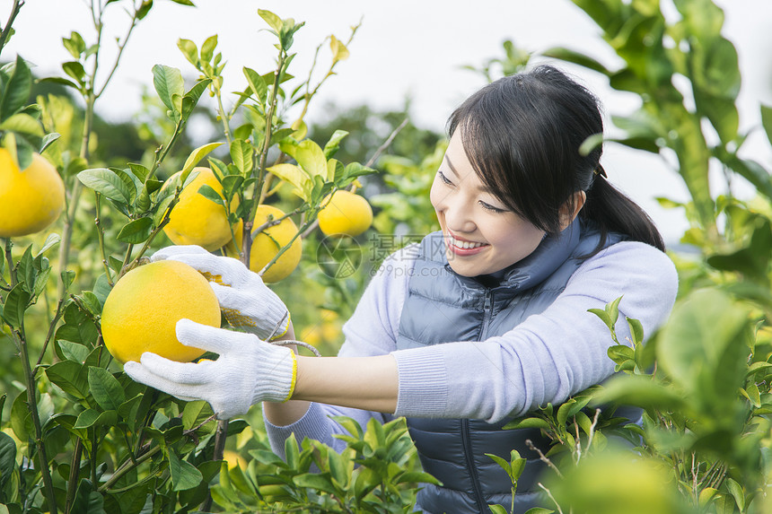 女青年在果园采摘柚子图片