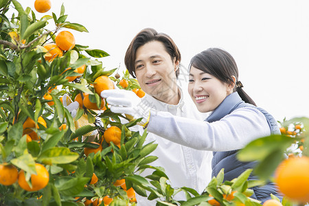 来伊份来橙子种植园采摘的情侣背景