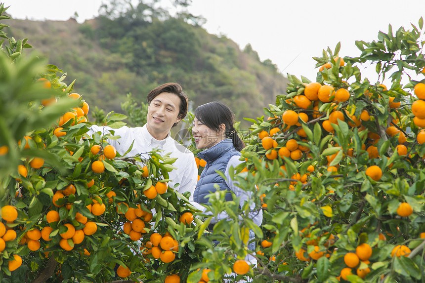 来橙子种植园采摘的情侣图片