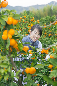 来伊份来橙子种植园采摘的女人背景