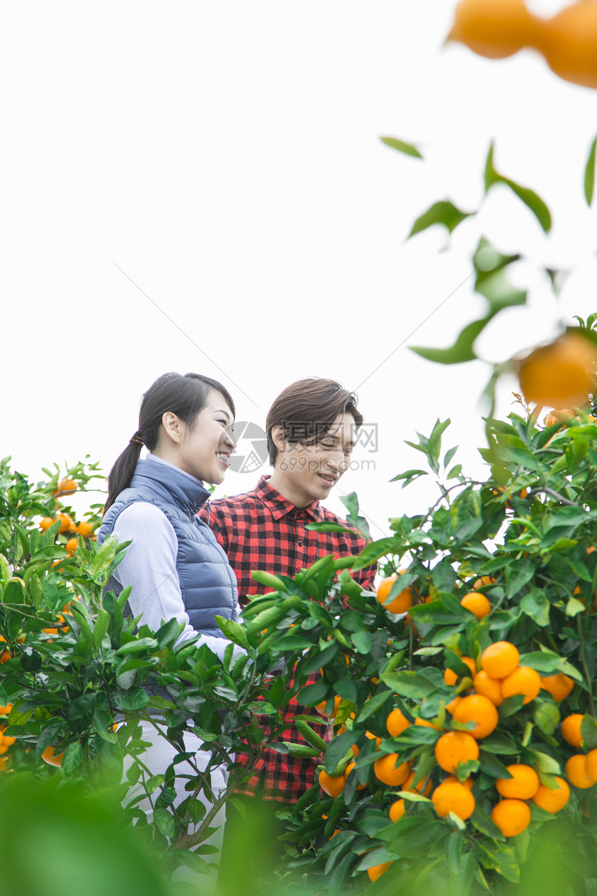 来橙子种植园采摘的情侣图片