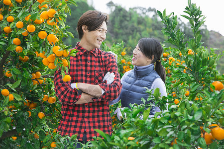 来伊份来橙子种植园采摘的情侣背景