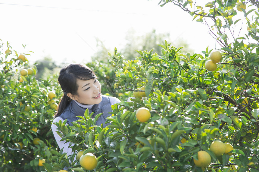 橘园女性果农在查看橘子图片