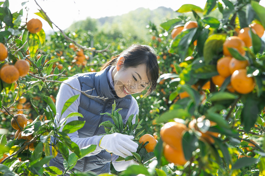 在柑橘果园采摘柑橘的女人图片