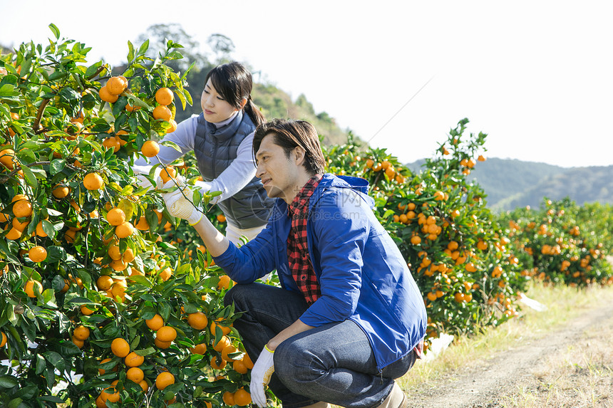在柑橘种植园采摘柑橘的情侣图片