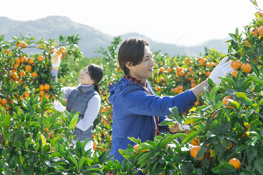 青年在柑橘种植园采摘柑橘的情侣图片