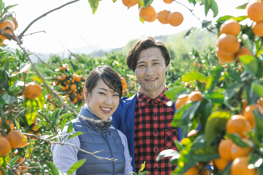 在柑橘种植园采摘柑橘的情侣图片