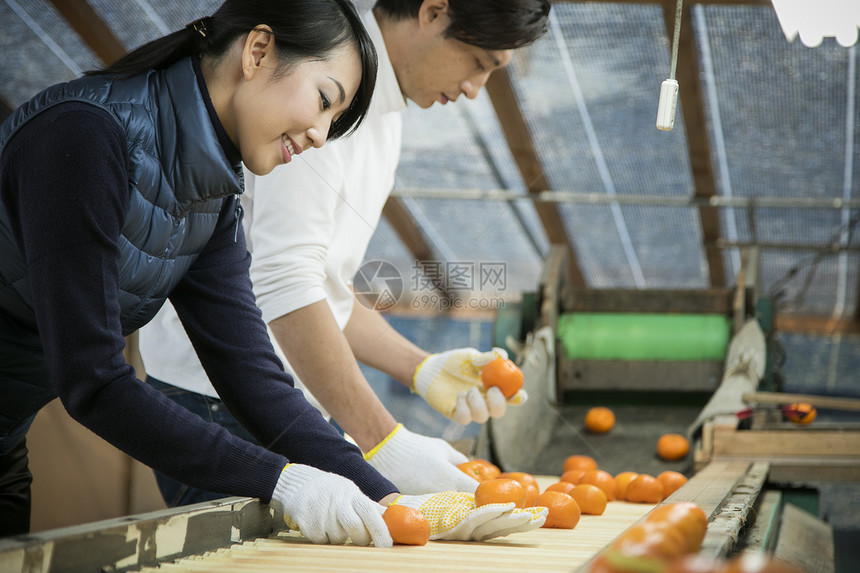 橘园果农夫妻筛选橘子图片