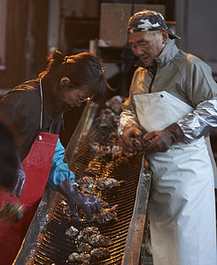 工人正在加工处理打捞上来的牡蛎背景图片