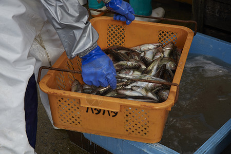 单人日本叉牙鱼清新日本渔业形象劳动者高清图片素材