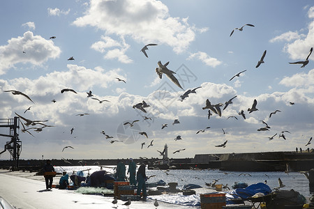 日本叉牙鱼公社蓝领工人渔港在一天图片