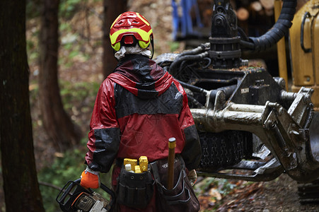 砍伐树木的林业工人安全帽高清图片素材