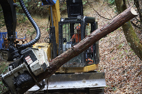 操作机器砍伐树木的林业人树栖高清图片素材