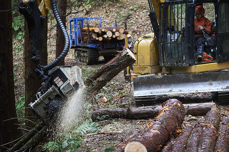 操作机器砍伐树木的工人汽车高清图片素材