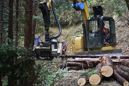 森林里伐木工的团队树林高清图片素材