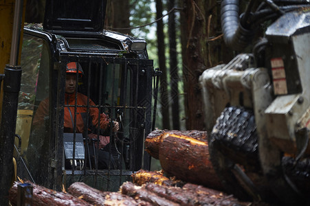 驾驶操作挖掘机的工人采伐森林高清图片素材