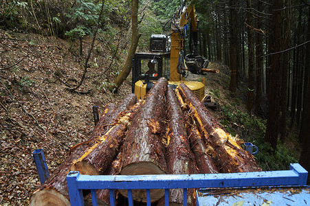 堆满货车的木材采伐森林高清图片素材