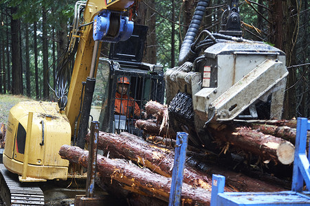 驾驶操作挖掘机搬运木材的工人树高清图片素材