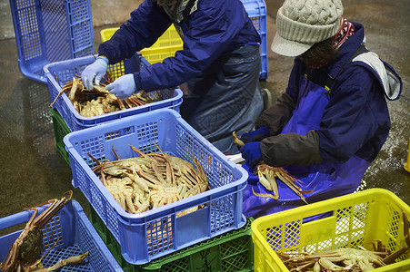 处理螃蟹销售的渔民们早晨高清图片素材