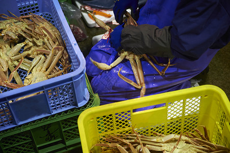 处理螃蟹销售的渔民们出售高清图片素材
