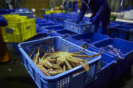 筐子里的大螃蟹主要工业高清图片素材