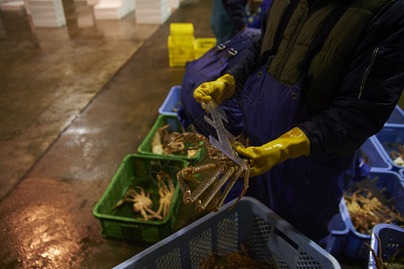 测量螃蟹大小的渔民集装箱高清图片素材
