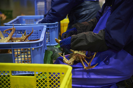 处理螃蟹的渔民鸟取县高清图片素材